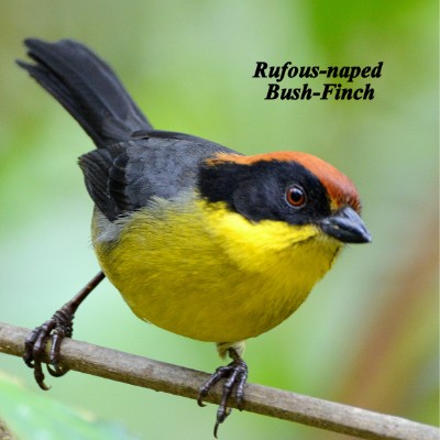 Rufous-naped Bush-Finch